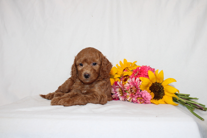 puppy, for, sale, Mini Goldendoodle F1B, Matthew B. Stoltzfus, dog, breeder, Gap, PA, dog-breeder, puppy-for-sale, forsale, nearby, find, puppyfind, locator, puppylocator, aca